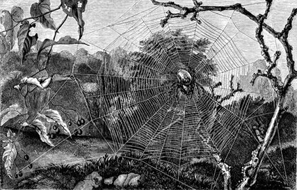 O que significa spider webs? - Pergunta sobre a Inglês (EUA)